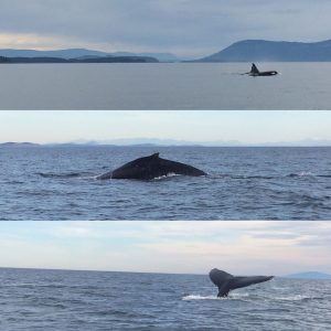 Images of whales in the ocean